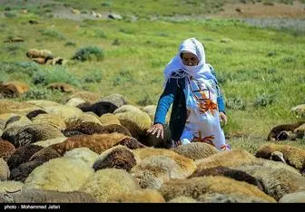 عشایر استان لرستان سالانه ۴۱ هزار تن شیر و گوشت قرمز تولید می‌کنند