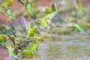پرواز هزاران طوطی در آسمان/ گزارش تصویری