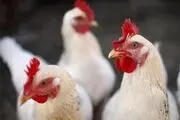 ۱۹۳ میلیون دز واکسن برای طیور استان کرمانشاه توزیع و انجام شد 