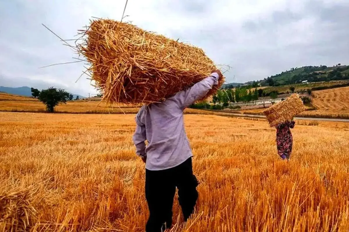 گندمکاران حتما بخوانند/ نرخ واقعی گندم چقدر است؟
