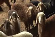 نحوه خرید اینترنتی دام بهداشتی برای شهروندان