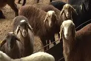 نحوه خرید اینترنتی دام بهداشتی برای شهروندان