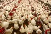 ورود مرغ گرم به استان تهران 4 برابر شد/ توزیع مرغ در میادین کمتر از قیمت مصوب 