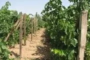 داربستی کردن باغات انگور در خنداب+تصاویر