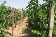 داربستی کردن باغات انگور در خنداب+تصاویر