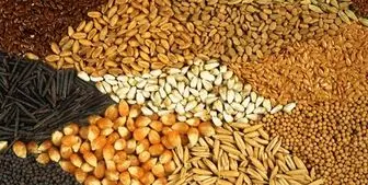 رشد بی سابقه قیمت ذرت و گندم در بازارهای جهانی