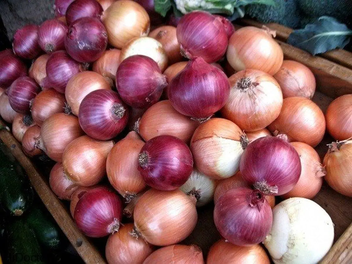 پیاز ارزان شد
