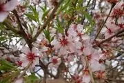  شکوفه‌های بهاری در زمستان/ گزارش تصویری