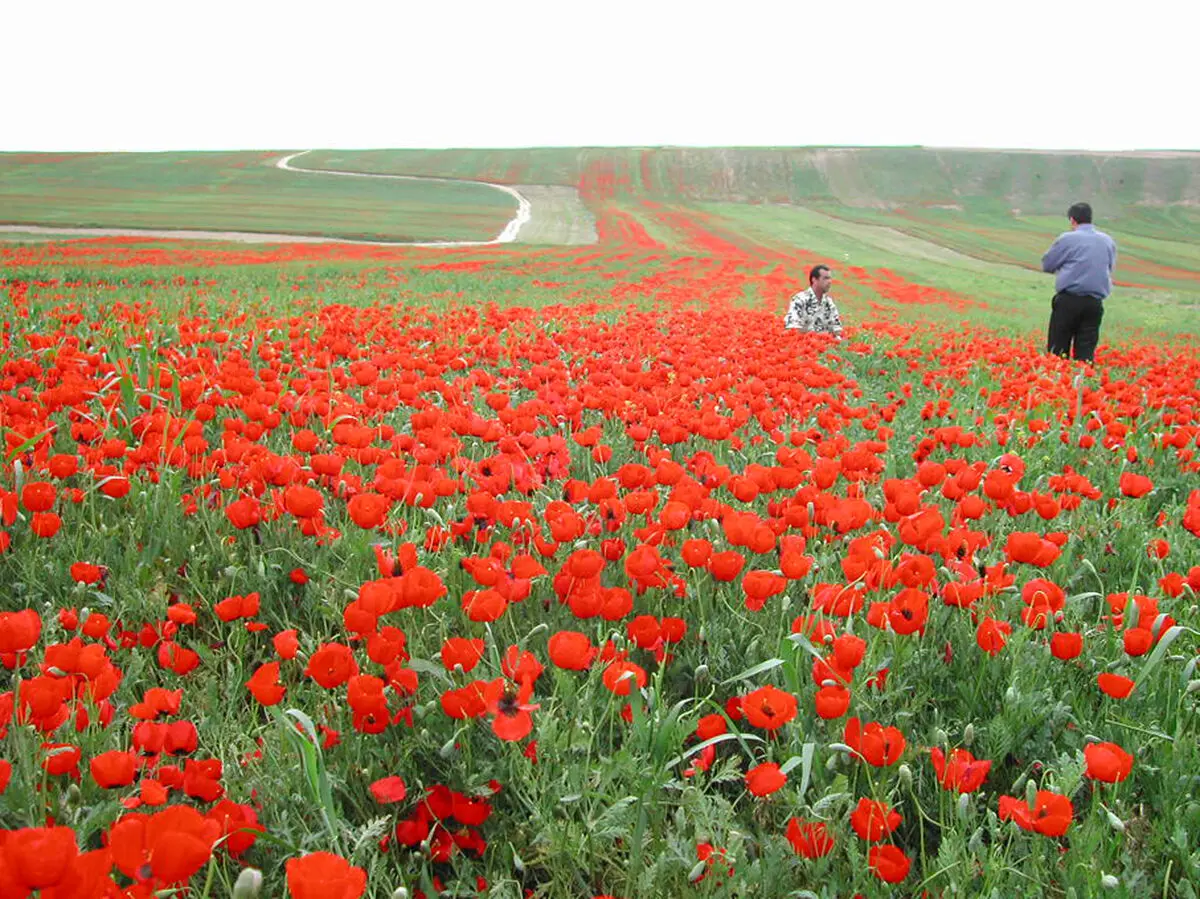 نوروز با شقایق های وحشی و روستاهای تاریخی در کردستان