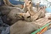 کشف احشام یک میلیاردی در سرایان 