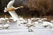 بازگشت قوهای آوازه‌خوان از شمال سیبری به شالیزارهای مازندران / تصویری
