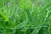 خواص بی نظیر گیاه قازیانه