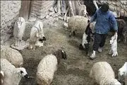 تلفات دام‌های سیل‌زده، تاثیری در تنظیم بازار ندارد