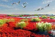 گزارش تصویری; ساحل سرخ در چین