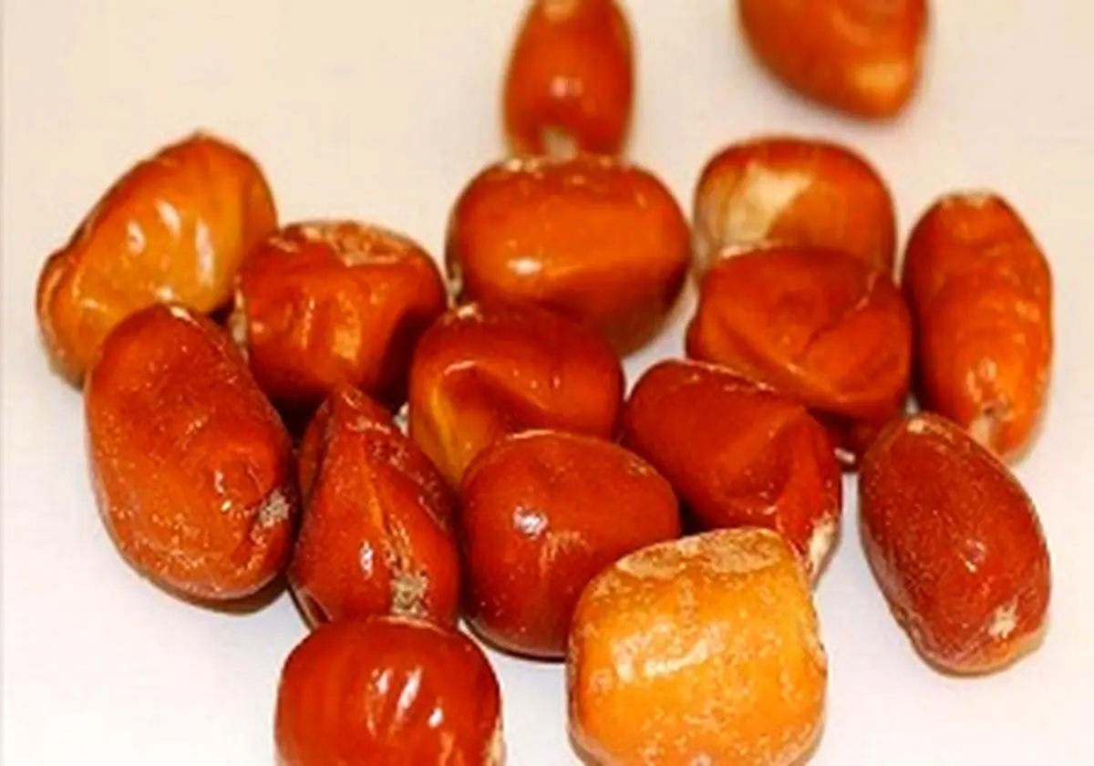 خواص معجرهآسای پودر "سنجد"