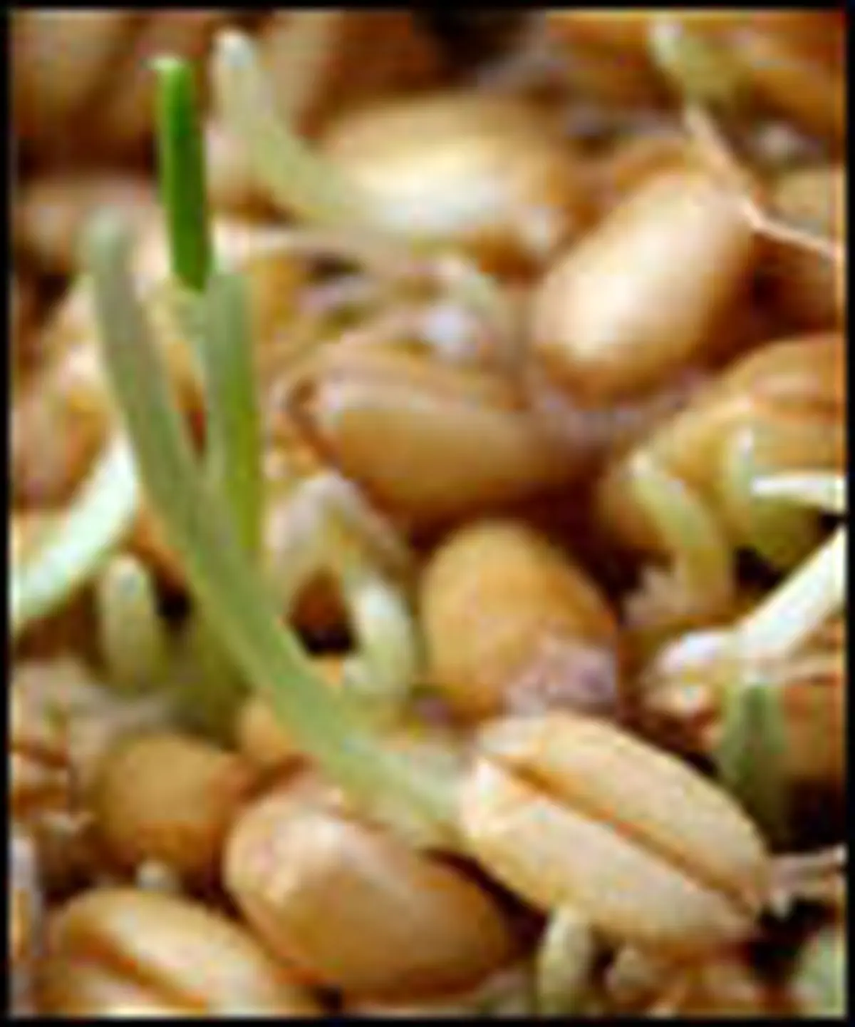 اسرار شگفتانگیز جوانهها
