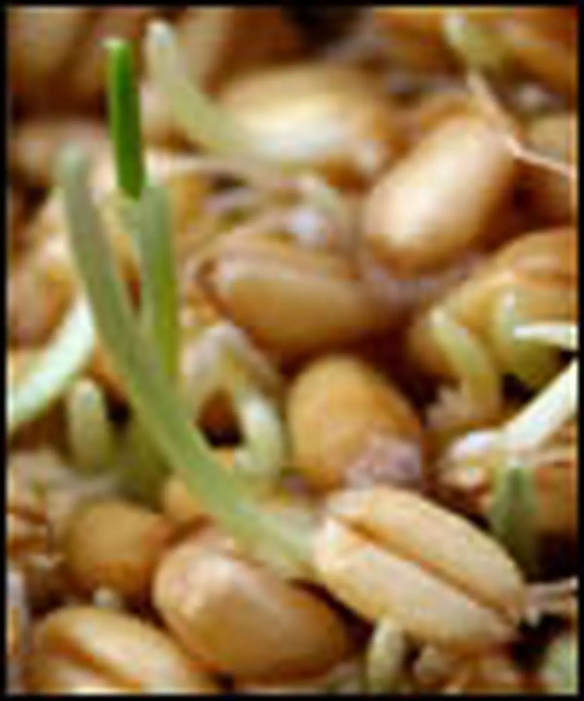 اسرار شگفت‌انگیز جوانه‌ها