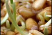 اسرار شگفت‌انگیز جوانه‌ها