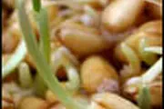 اسرار شگفت‌انگیز جوانه‌ها