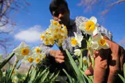  برداشت گل نرگس در مازندران/ عکس