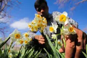  برداشت گل نرگس در مازندران/ عکس