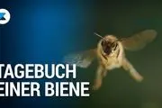 دوربین‌های یک مستند زنبور عسل را تعقیب کردند