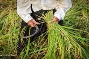 کاهش 48 درصدی واردات برنج /برنج هندی کیلو 20 هزار تومان