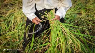 کاهش 48 درصدی واردات برنج /برنج هندی کیلو 20 هزار تومان