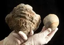 کشف فسیل صدف بزرگ ۱۰۰ میلیون ساله