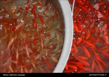 ماهی