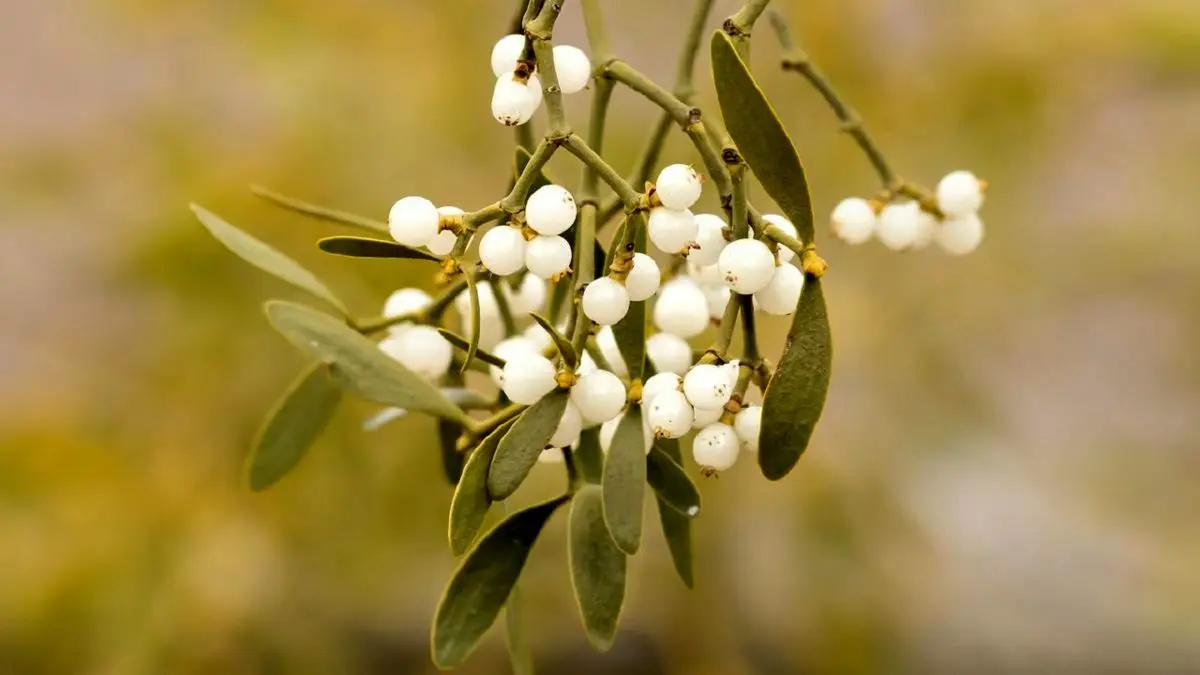 چسب زخم گیاهی ابداع شد