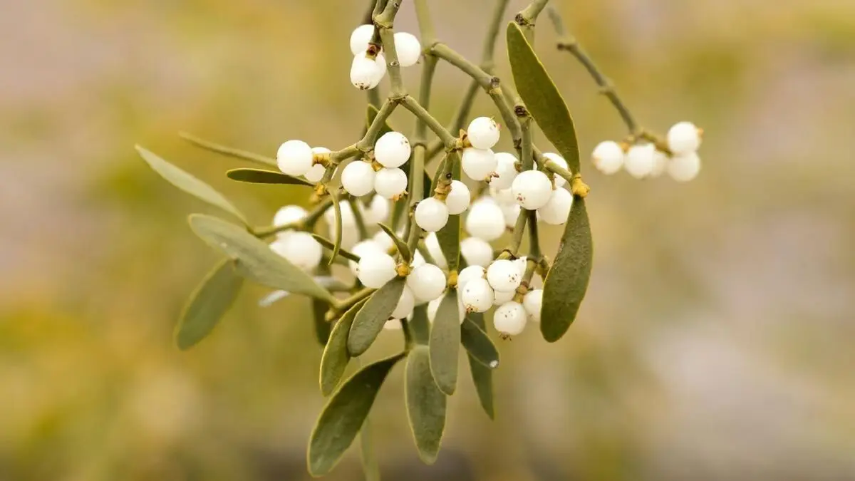 چسب زخم گیاهی ابداع شد
