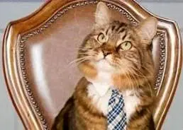 گربه ای که نامزد انتخابات شد! + عکس