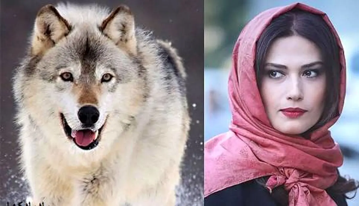 گرگ مشهور فیلم سینمایی «برف آخر» کشته شد!