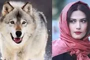 گرگ مشهور فیلم سینمایی «برف آخر» کشته شد!