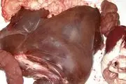 خرید هر کیلو دل و قلوه گوساله چقدر تمام می‌شود؟