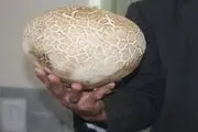 پیدا شدن قارچ خوراکی غول پیکر در فریدونشهر+ تصاویر