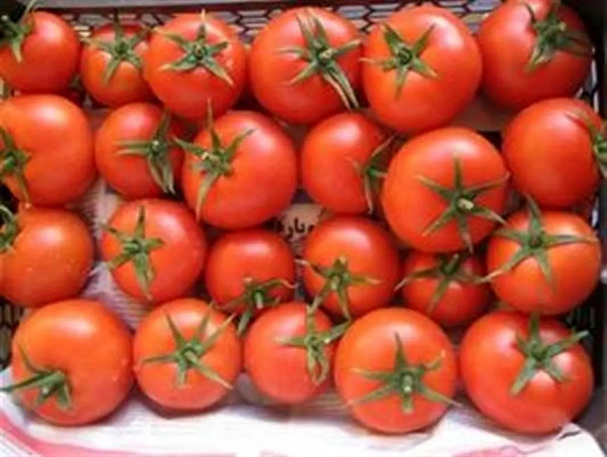 گوجه فرنگی یک شبه در روانسر 4000 تومان شد