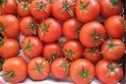 
گوجه فرنگی یک شبه در روانسر 4000 تومان شد