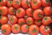 
گوجه فرنگی یک شبه در روانسر 4000 تومان شد