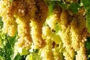 جشنواره انگور در ملکان برگزار می شود