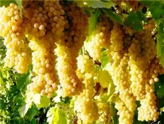 جشنواره انگور در ملکان برگزار می شود