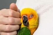 روش‌های کنار آمدن با غم از دست دادن حیوان خانگی