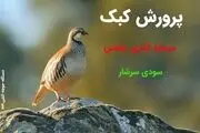 پرورش کبک | کسب درآمدی سرشار از پروش کبک

