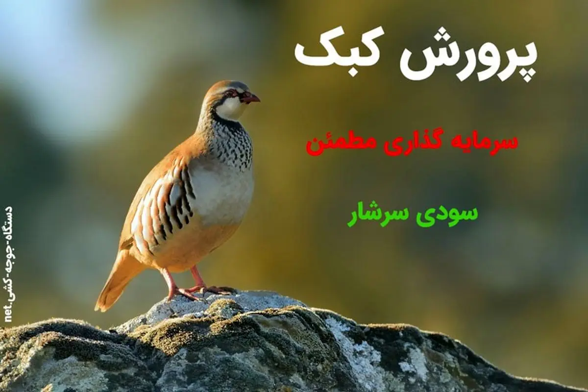 پرورش کبک | کسب درآمدی سرشار از پروش کبک