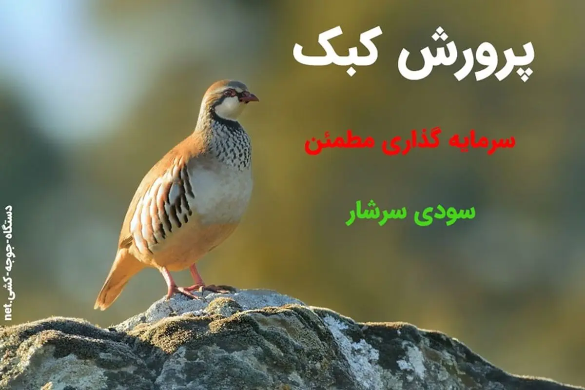 پرورش کبک | کسب درآمدی سرشار از پروش کبک


