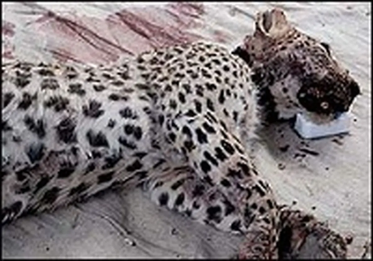 ورود «ماجرای پلنگ ایرانی» به مجلس