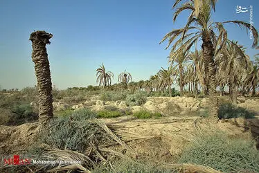 نخل