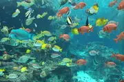 خاصیت درمانی پولک های ماهی