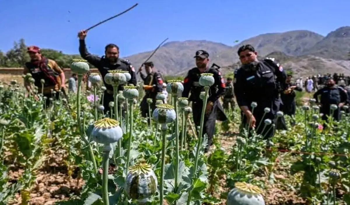 پاکستان با پهپاد به جنگ مزارع خشخاش می‌رود